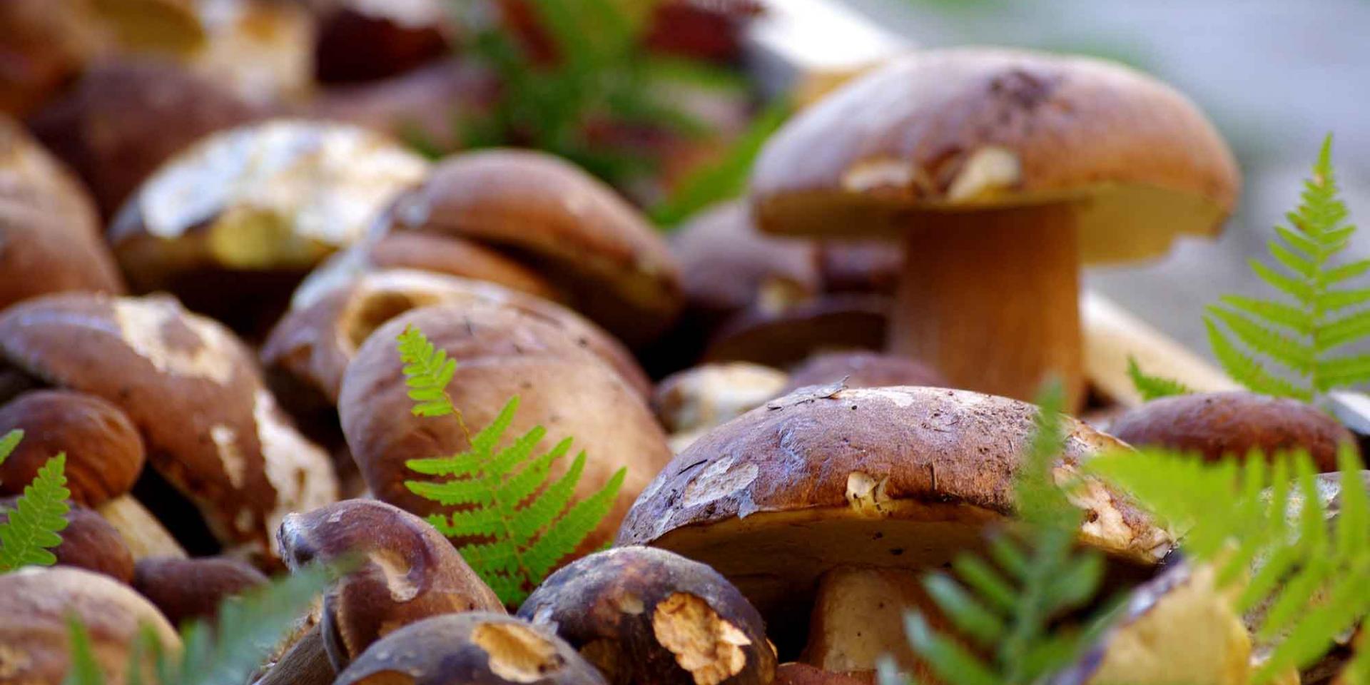Cepes En Dordogne En Ce Momentnull